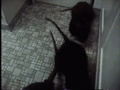 The giant rats claim their first victim--a baby--in The Rats (1982)