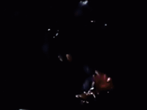 Man versus nature: Scenes from The Rats (1982)
