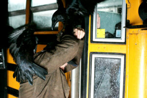 Ravens attack clyde the bus driver - a scene from Kaw (2006)